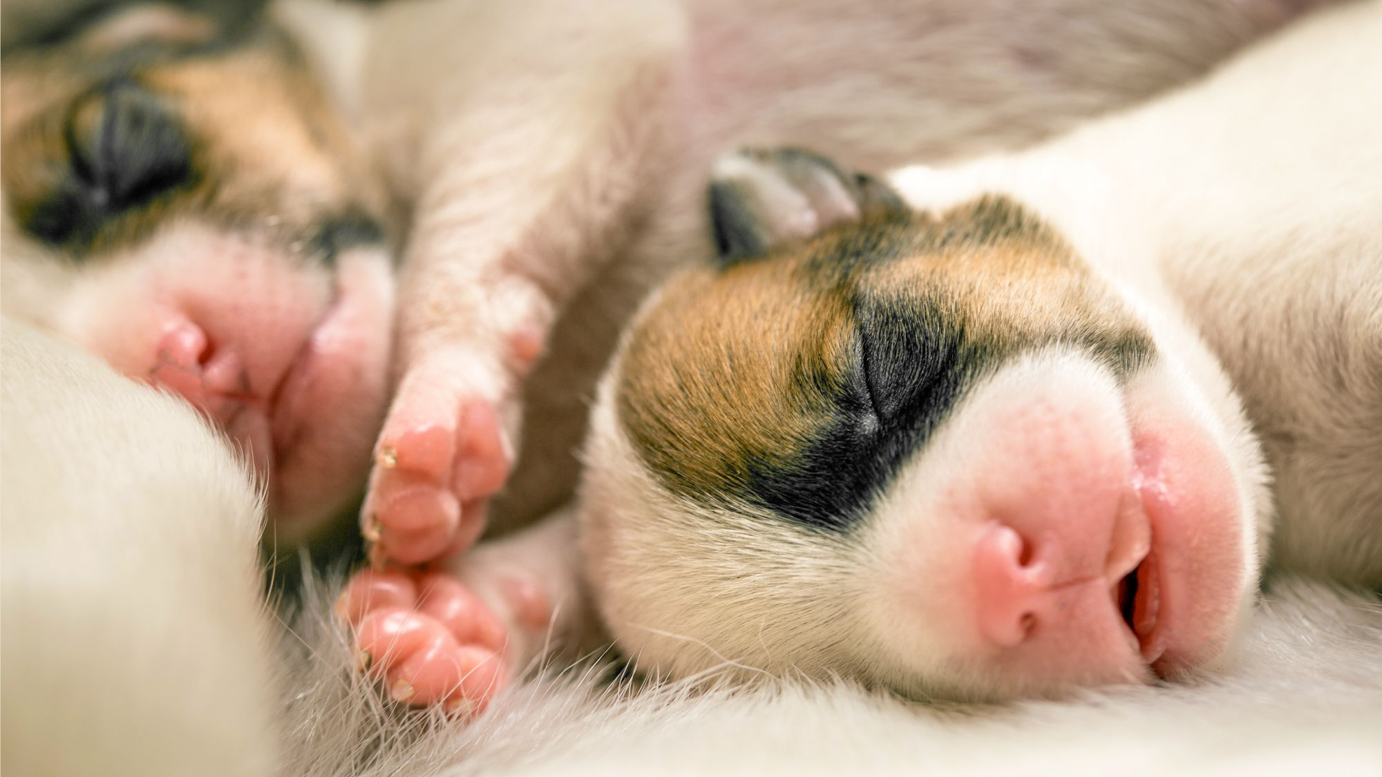 Newborn Jack Russell Terrier puppies sleeping next to each other