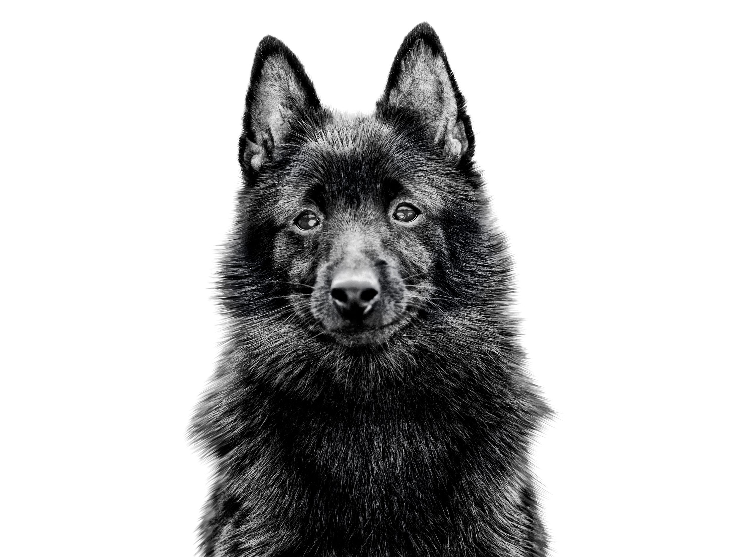 black and white Schipperke adult