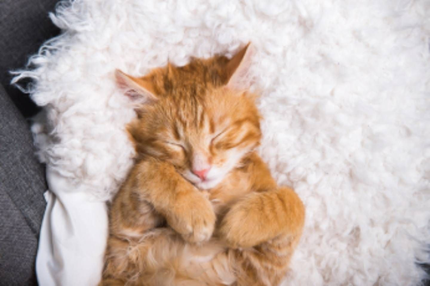 別讓貓咪皮膚出狀況！從精準營養和疾病預防著手