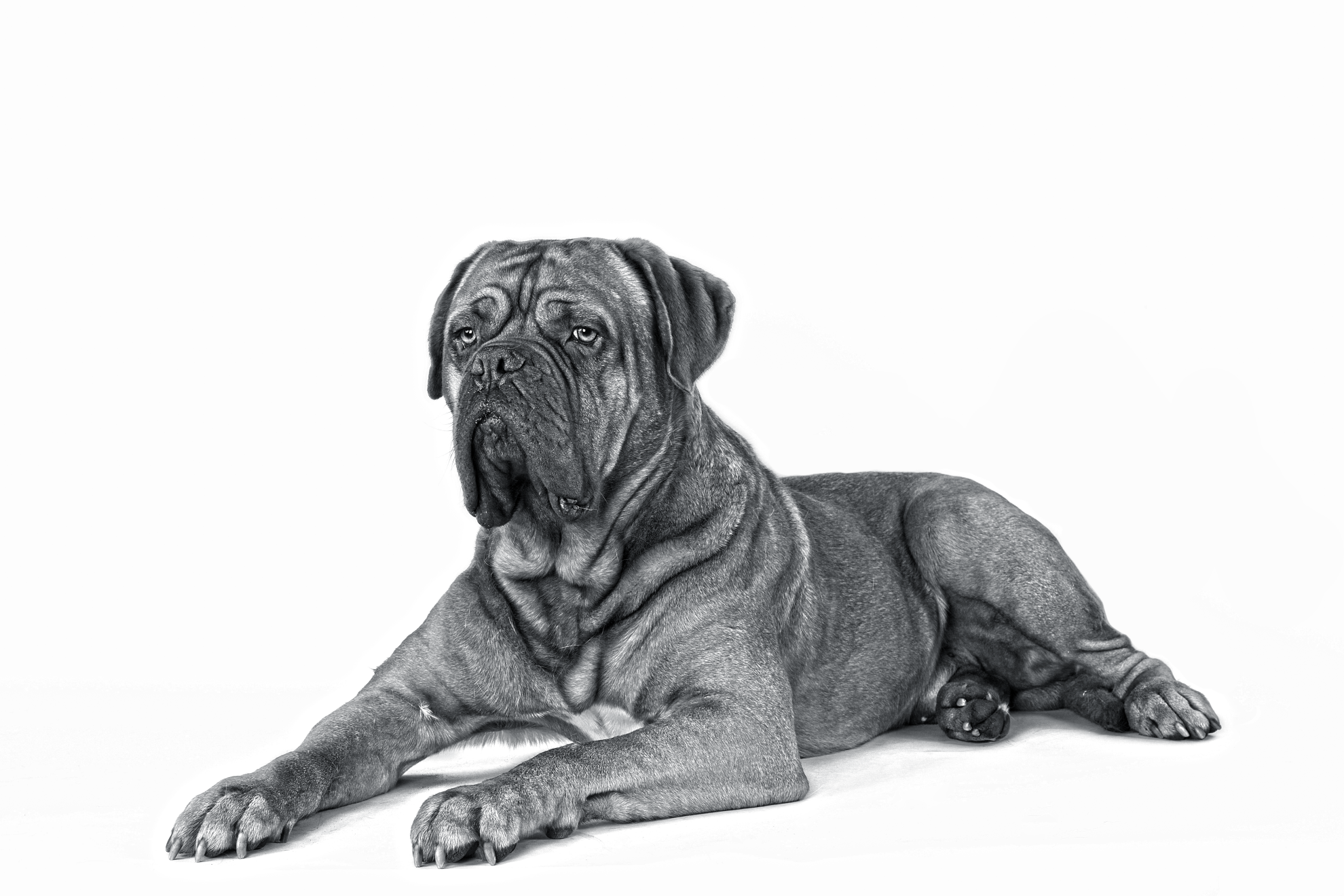 Black and white portrait of a Dogue de Bordeaux sitting down