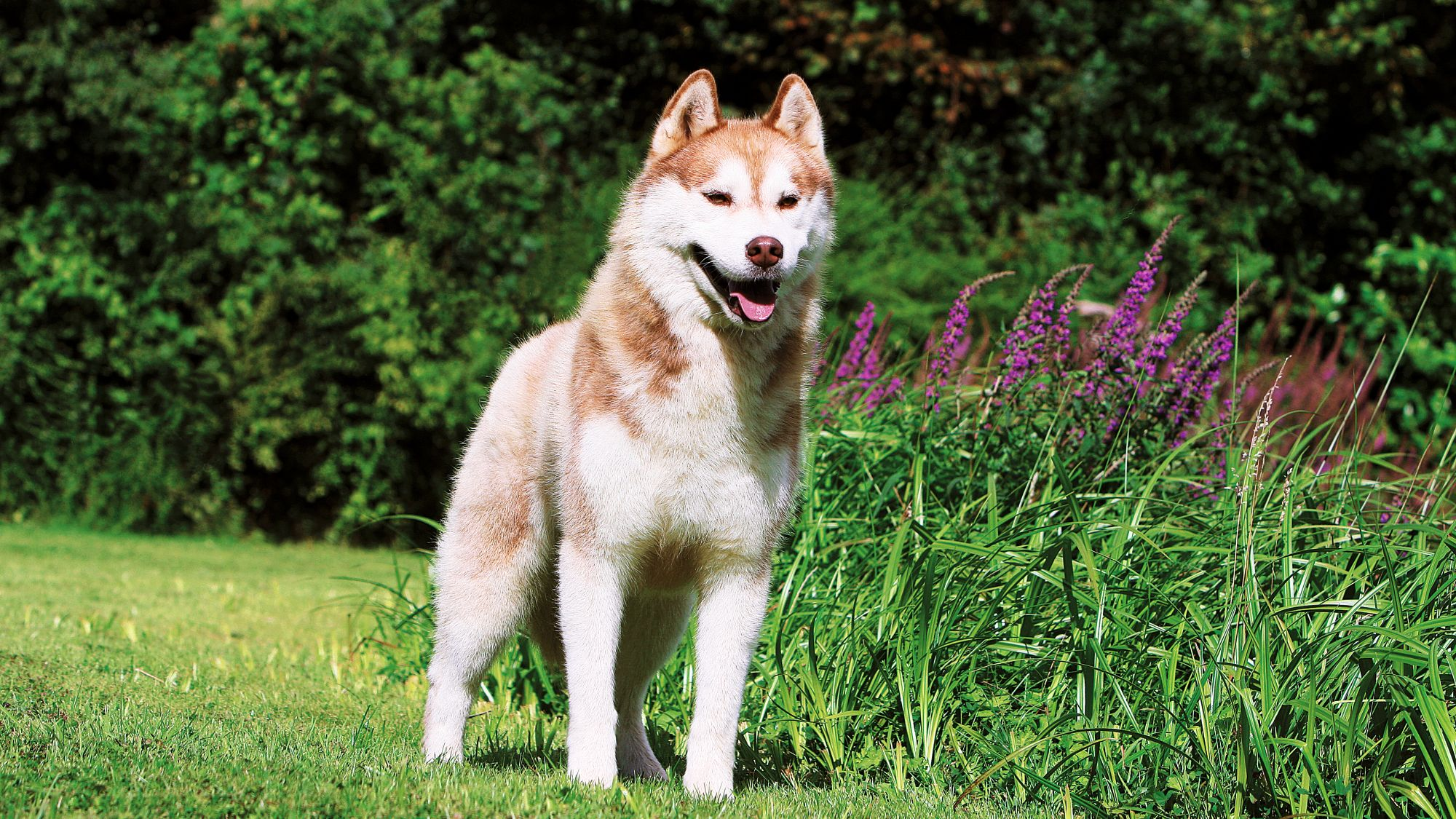 Blonde Siberian Husky standing in a garden looking ahead