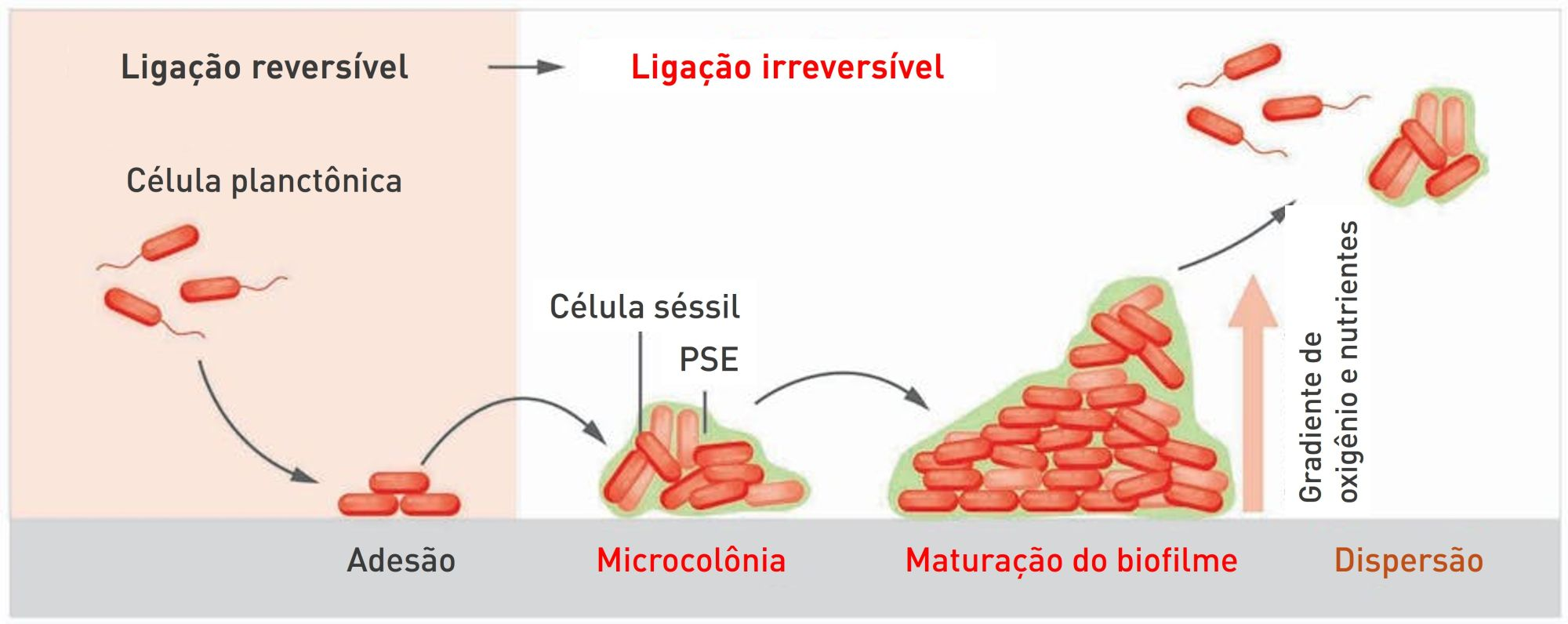 Exemplo do ciclo de biofilme bacteriano, mostrando as diferentes etapas da formação e dispersão tridimensional