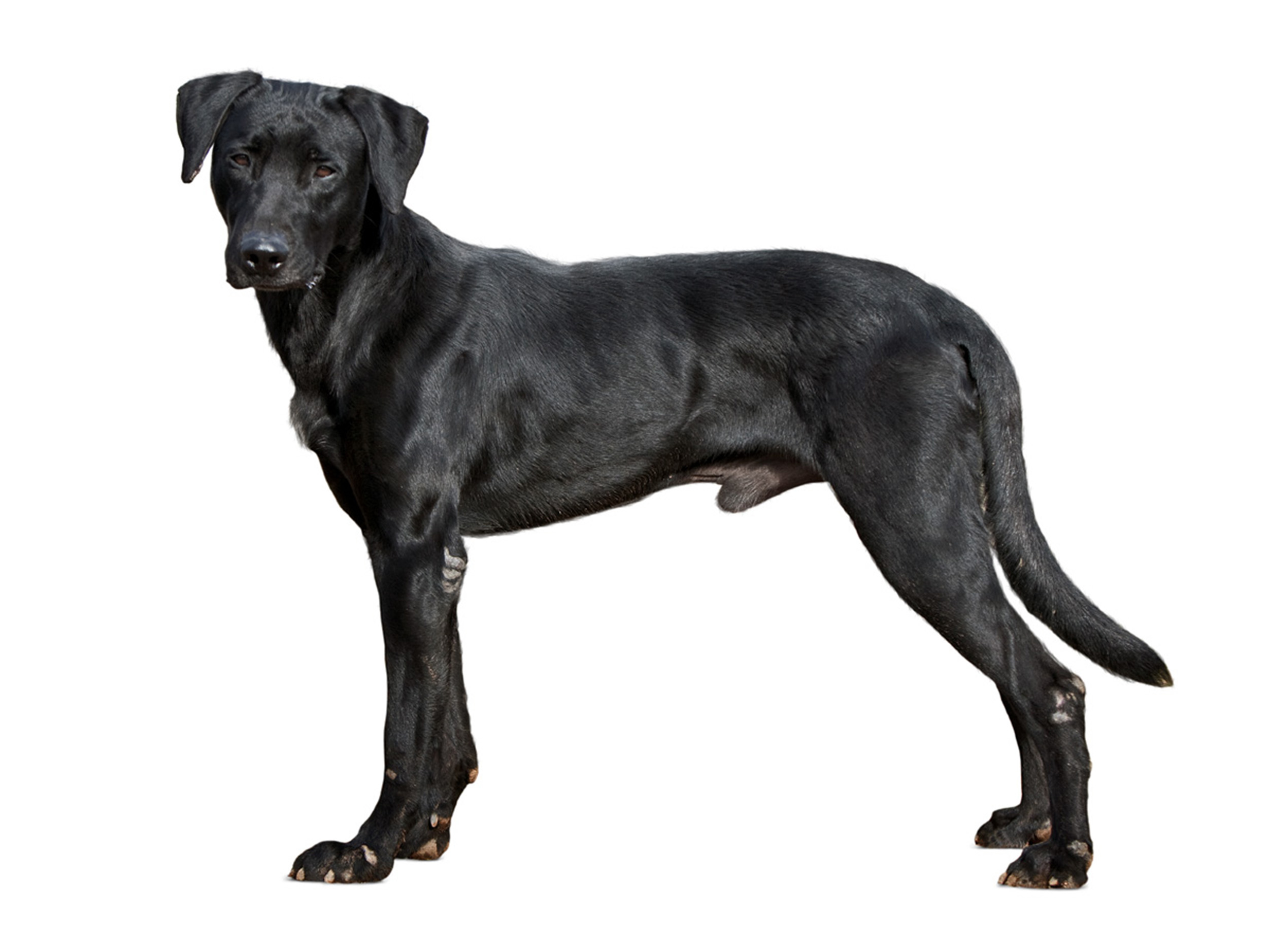 Dog Breed Library Royal Canin