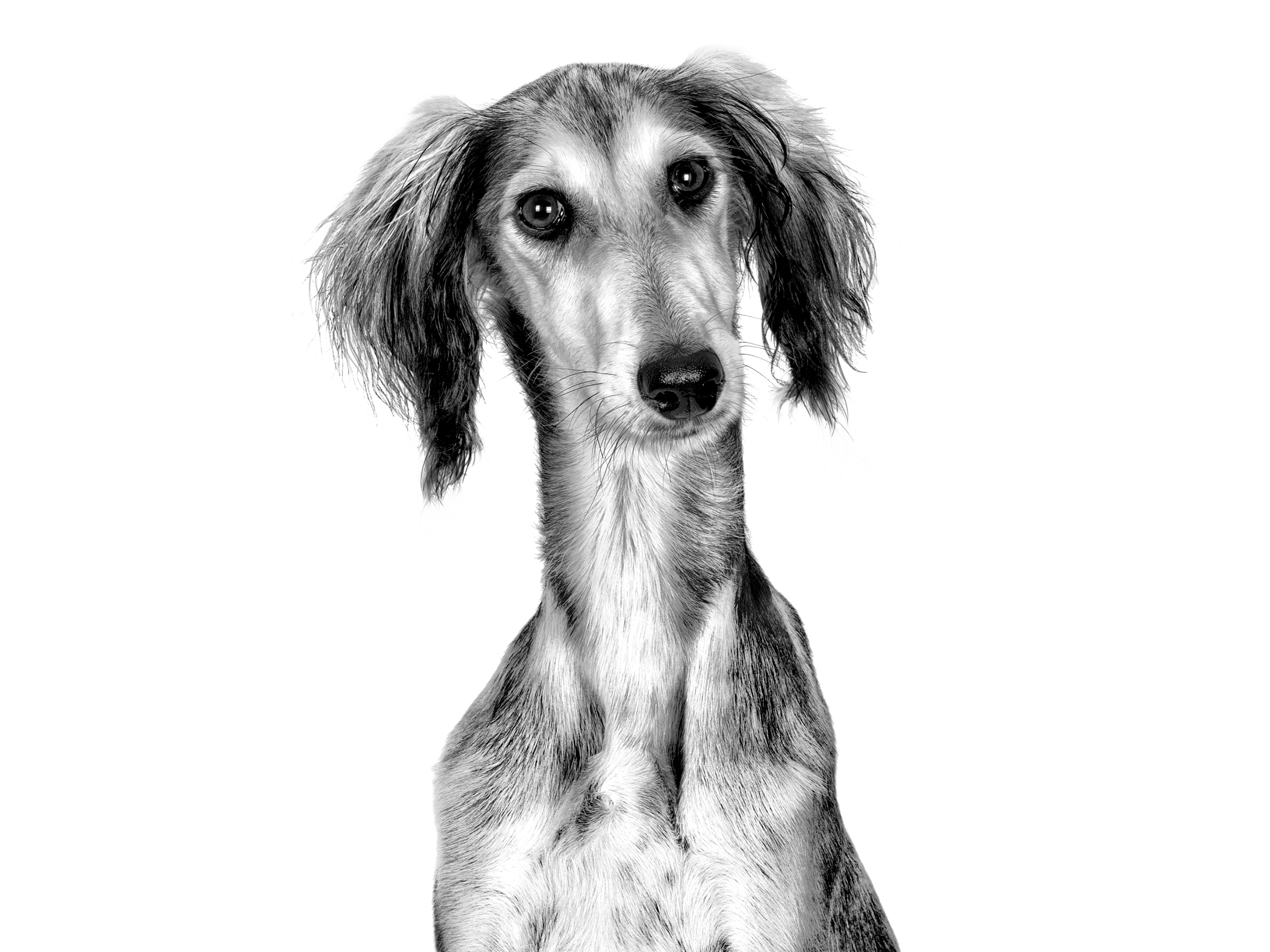 Saluki adult black and white