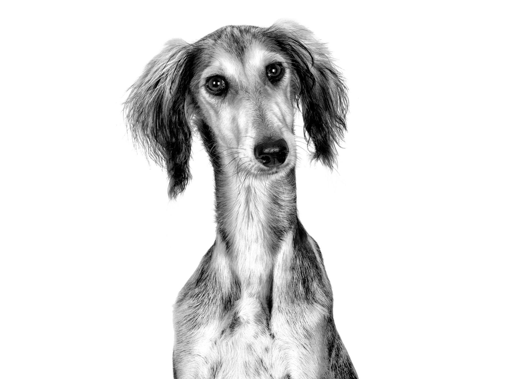 Saluki en blanco y negro de frente