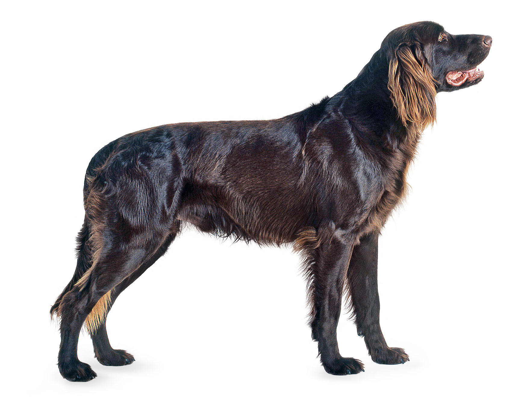 German long haired pointing dog adult black and white