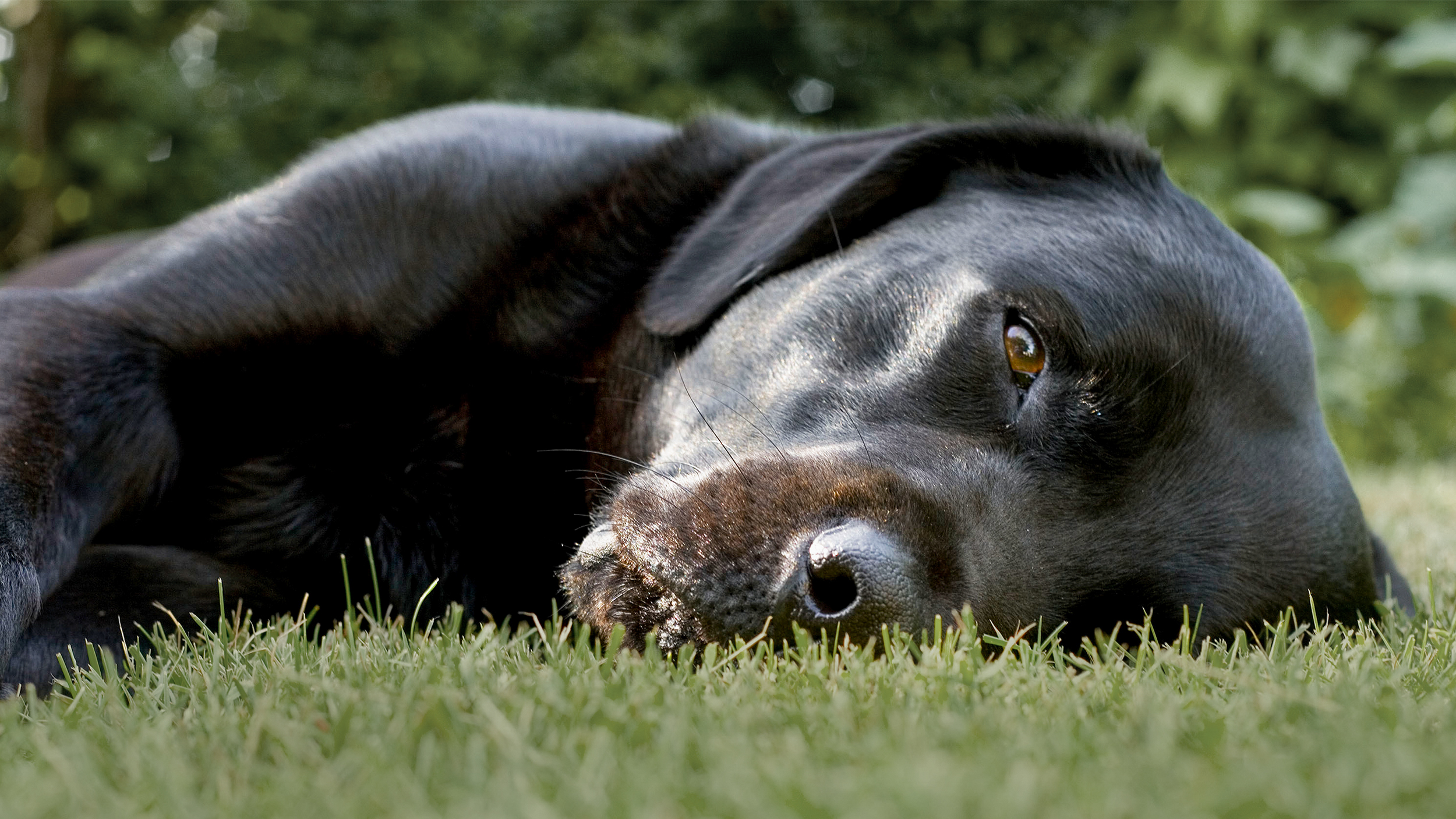 Adult black Labrador Retriever lying down outdoors in a garden.