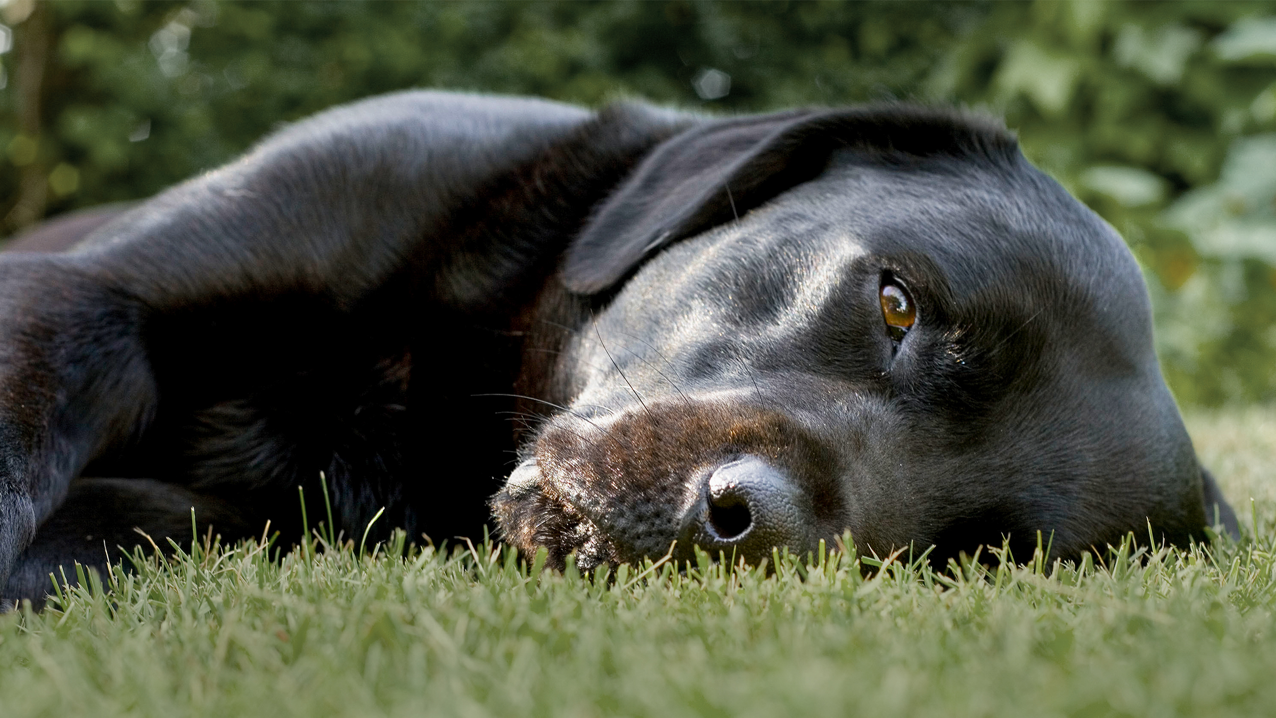 Labrador Retriever preto adulto deitado em ambiente externo em um jardim.