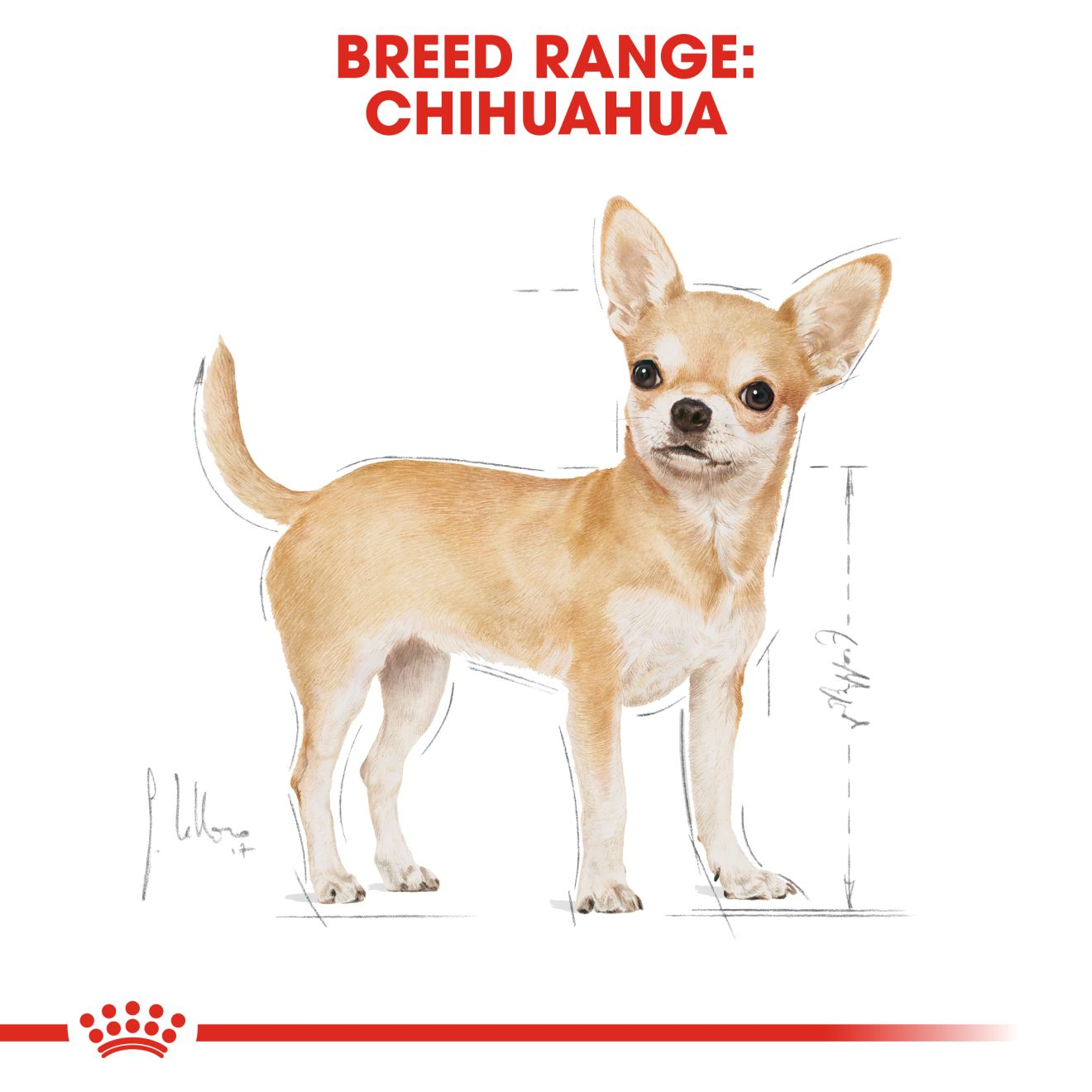 royal canin chihuahua wet dog food