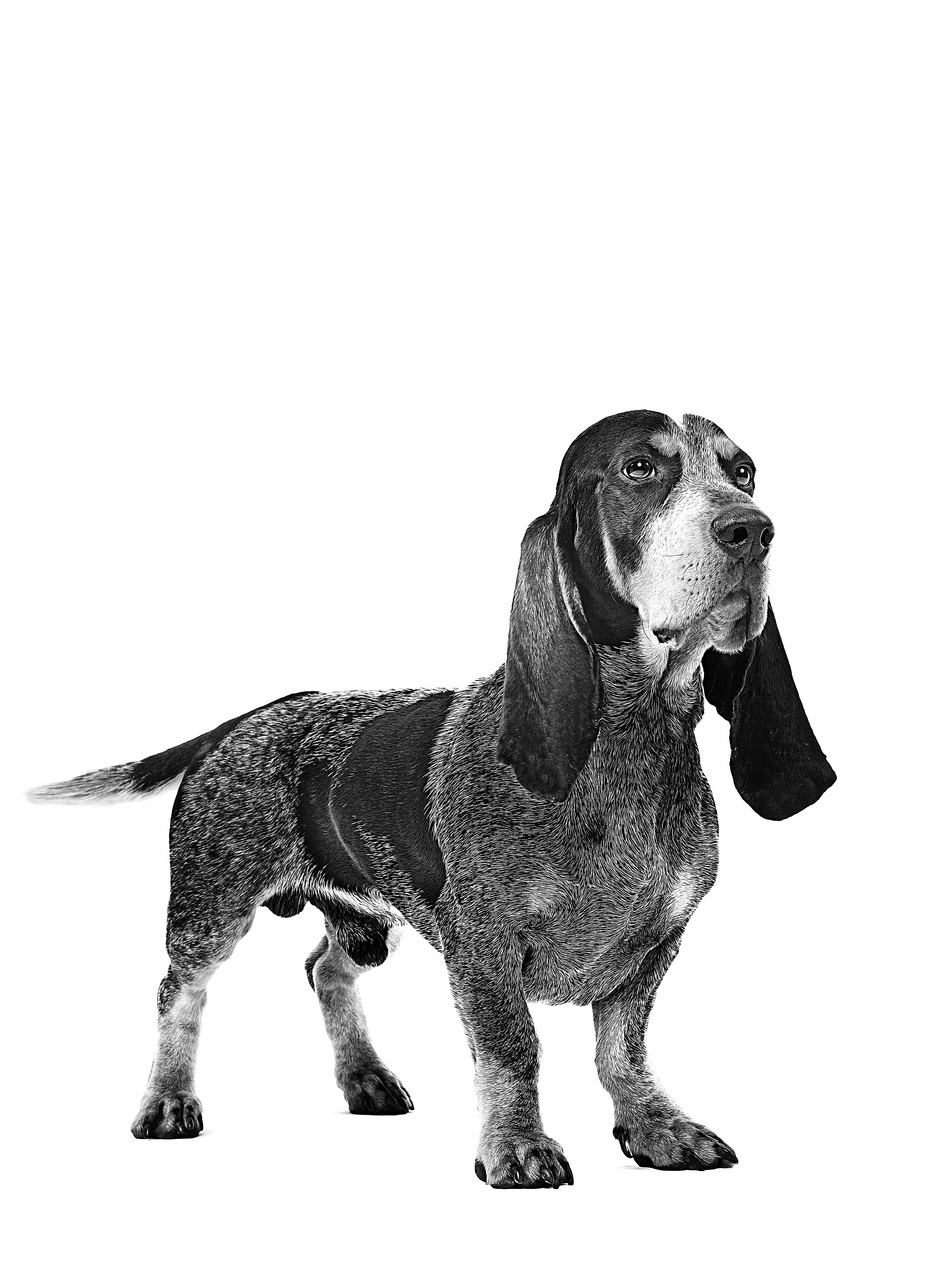 Basset Bleu de Gascogne adulto in bianco e nero