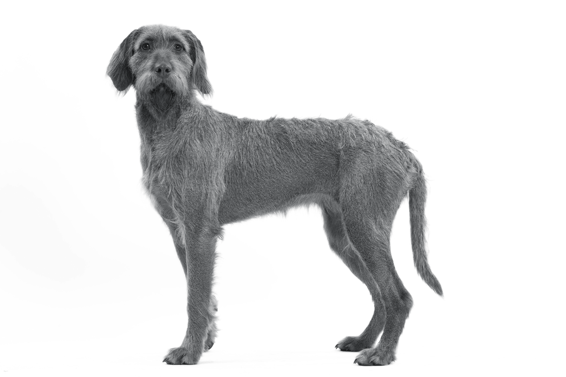 wirehaired-vizsla-bw