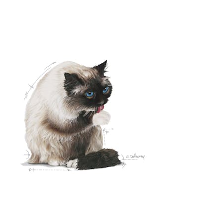 FCN22 - HAIRBALL CARE - DRY - BIRMAN - FACING - EMBLEMATIC PICTURE - B1