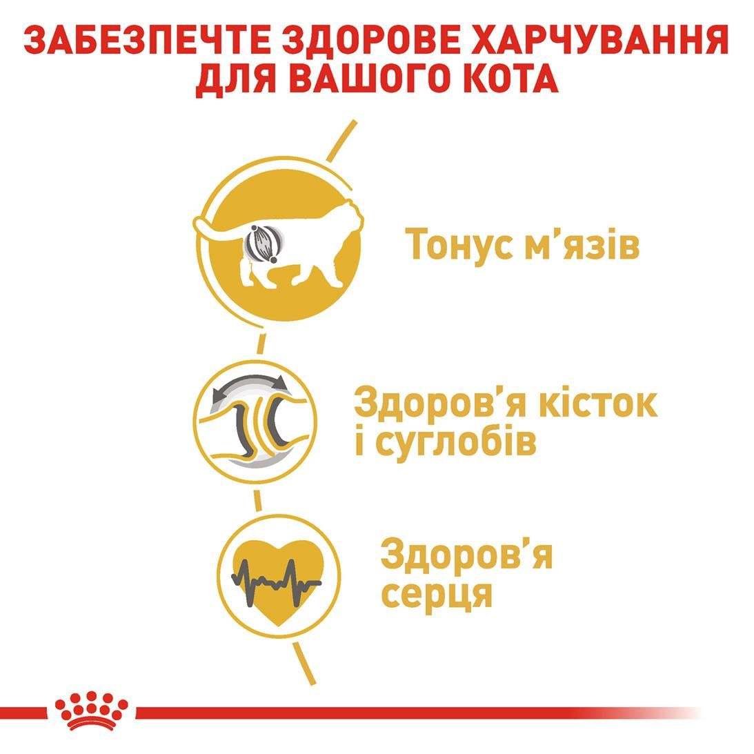 British Shorthair Adult 