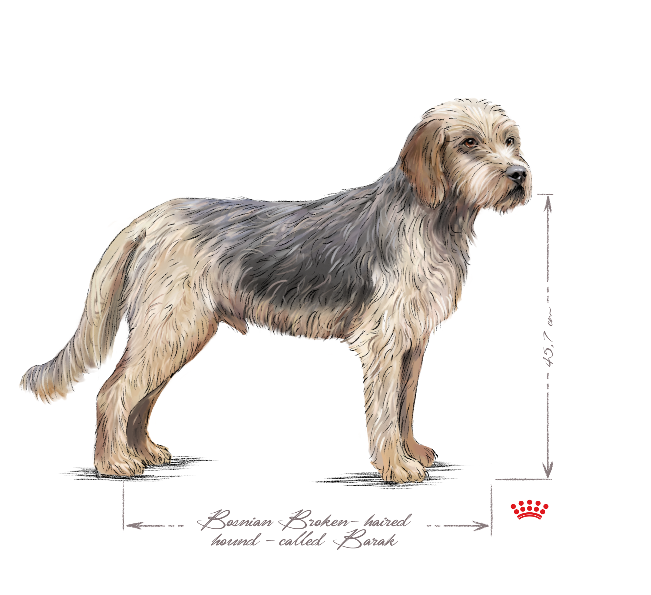 Bosnian Coarse haired Hound called Barak adult black and white