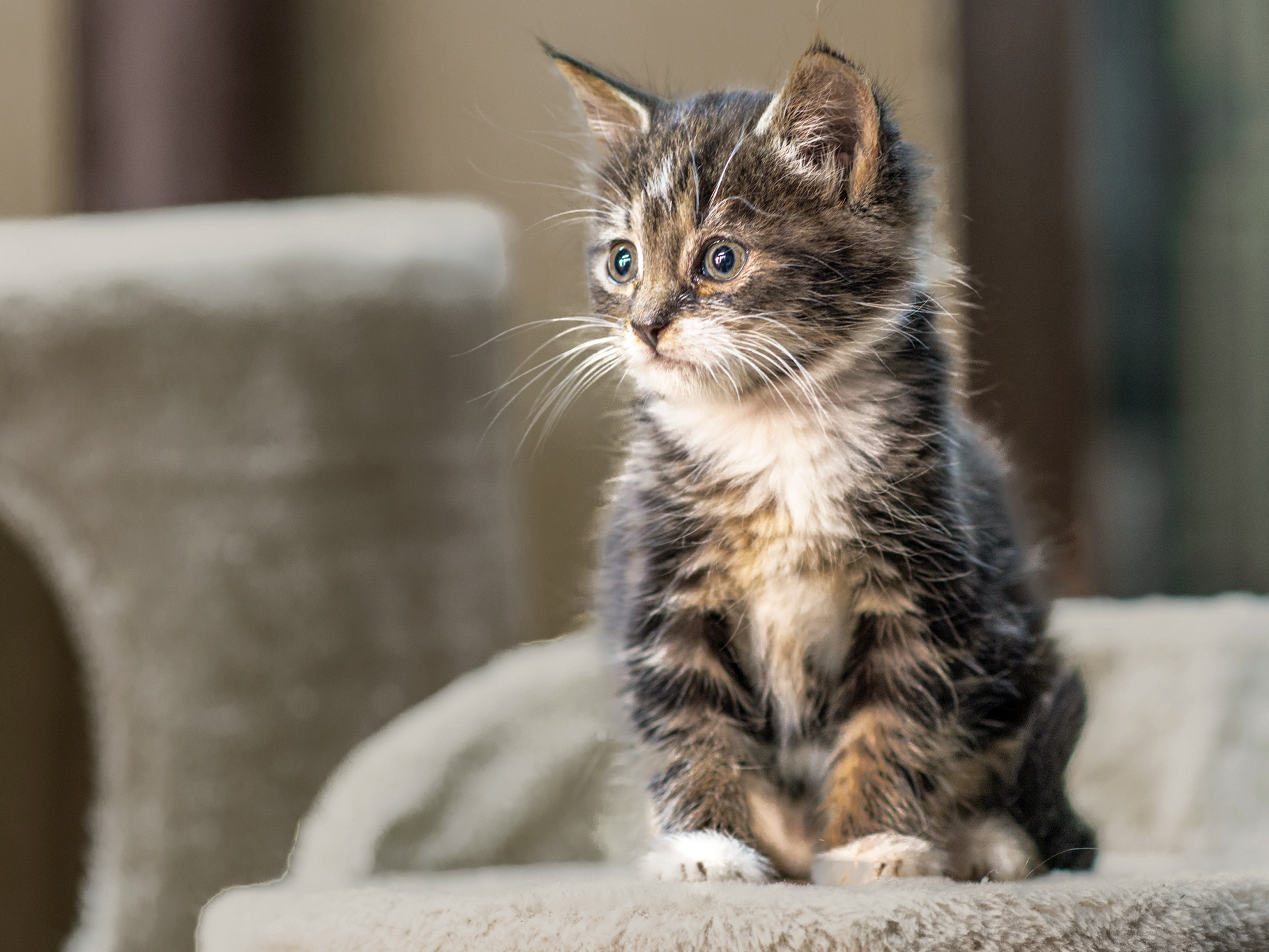 Kitten sitting on a cat tree