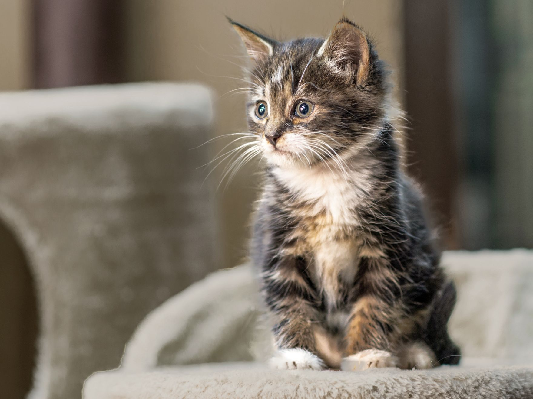 Ein Kätzchen sitzt auf einem Kletterbaum und schaut zur Seite