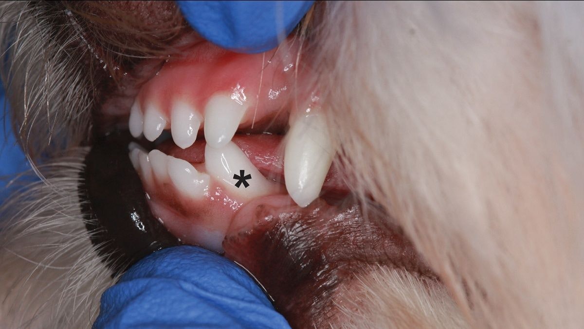 A short guide to... Dental disease in small-breed dogs