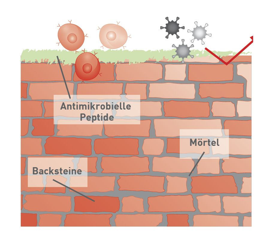 „Backstein-Mörtel-Modell“ des Stratum corneum