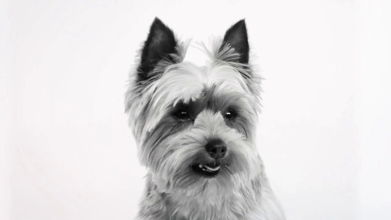 how-to-give-a-dog-a-pill-with-pill-assist