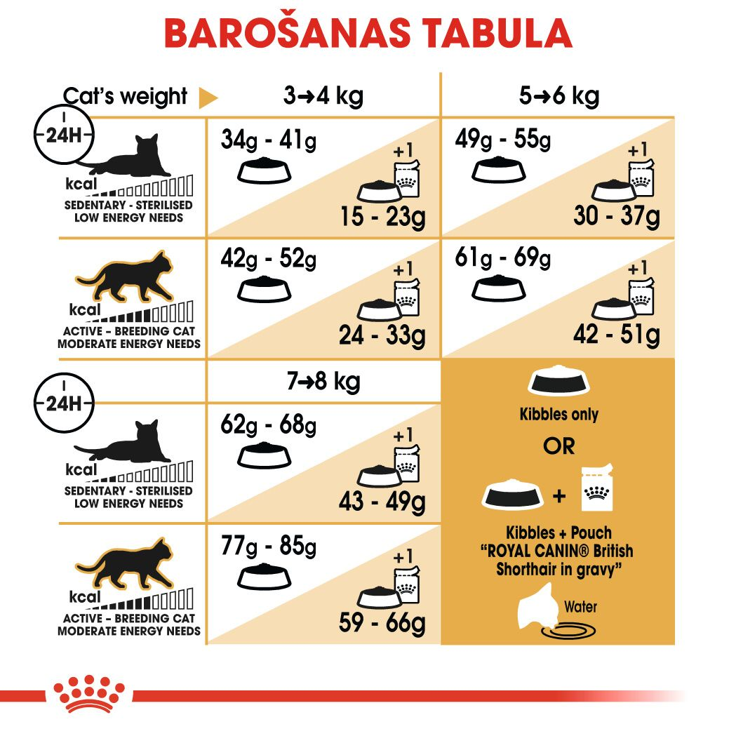 British Shorthair Adult