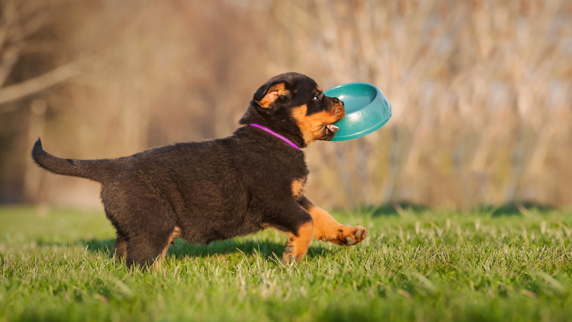 Dog carrying clearance bowl