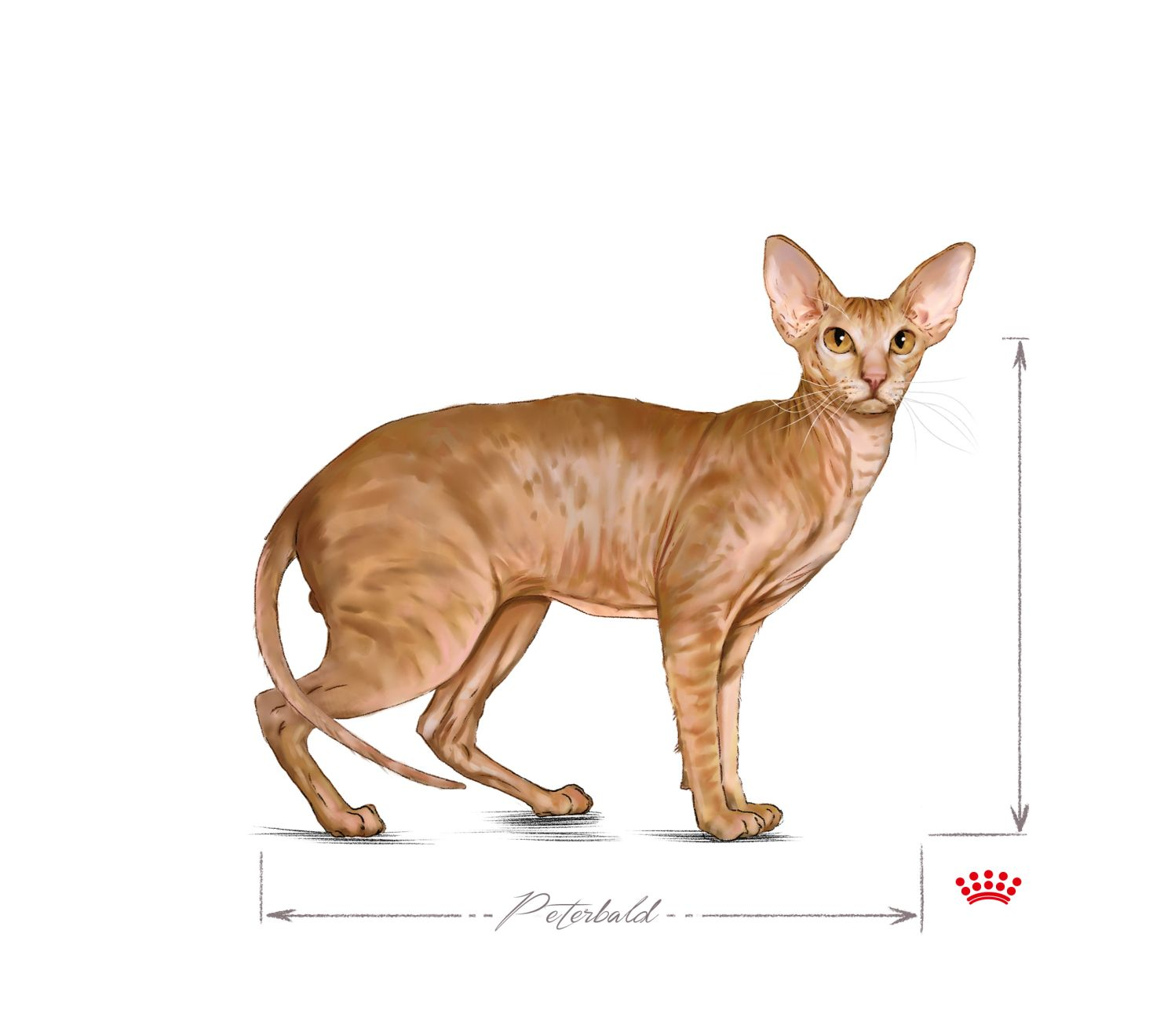 Peterbald adult black and white