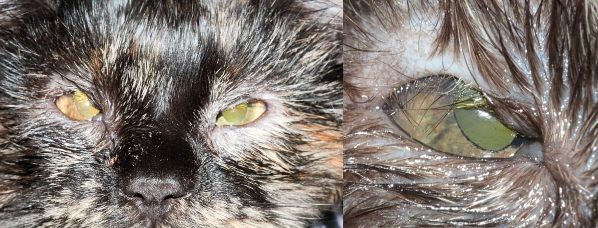 Abbildung 1. Lidkolobom bei einer jungen Katze im Bereich des oberen temporalen Lidrandes. Zu beachten sind Trichiasis, Epiphora und der mukoide Ausfluss. © Ben Blacklock
