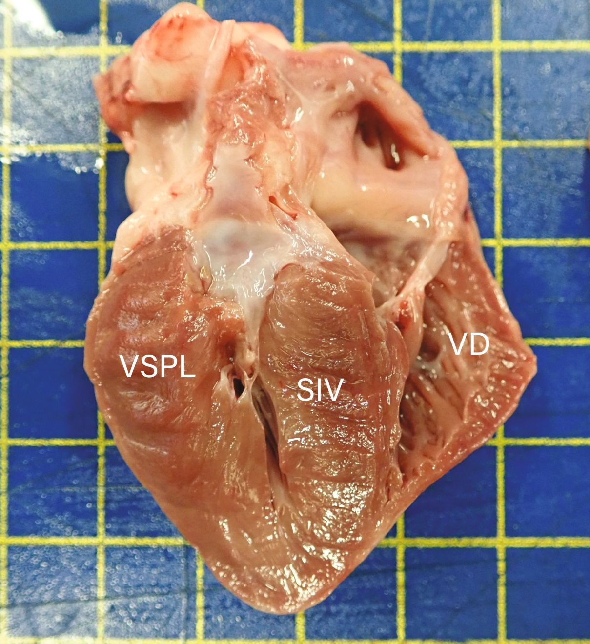  Modelul hipertrofiei VS în cardiomiopatia hipertrofică felină poate să varieze foarte mult de la un individ la altul