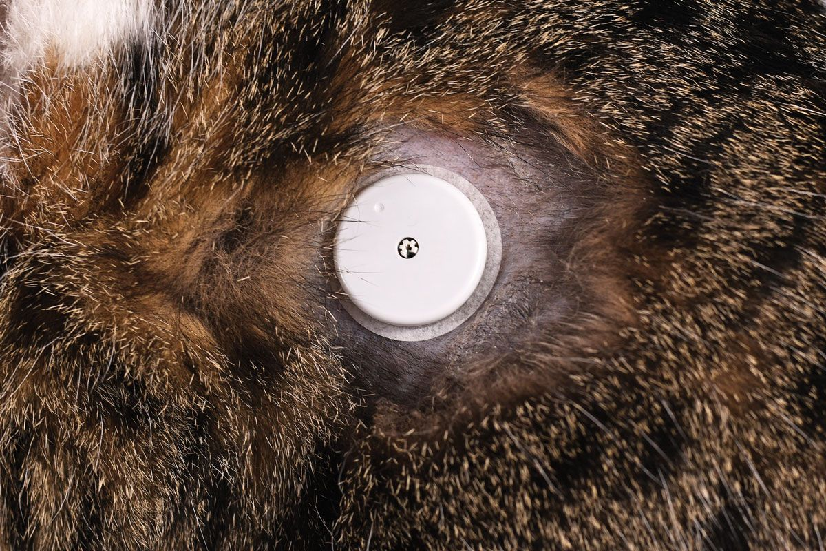Exemple de positionnement typique d’un capteur sur un chat