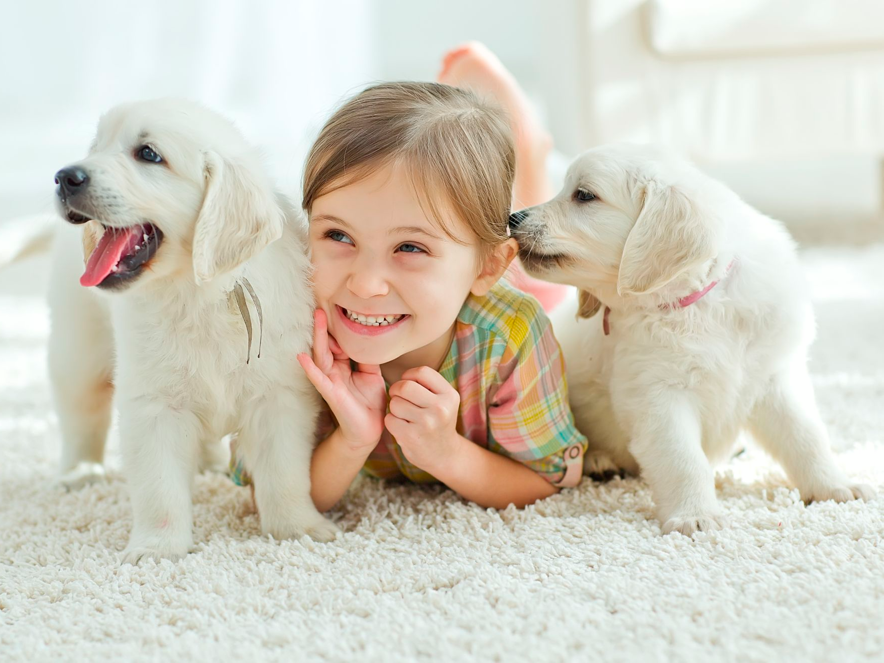 Küçük çocuk, yüzünde bir gülümseme; iki beyaz yavru köpek ile halının üzerinde uzanıyor
