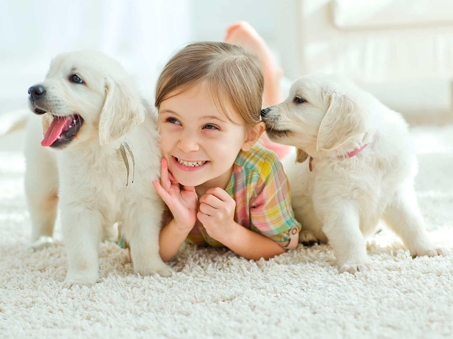 Une enfant sourit alors qu'elle est allongée sur un tapis avec deux chiots blancs.