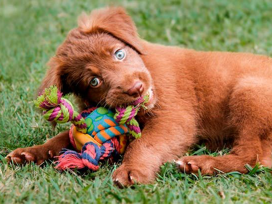 Anak anjing mengunyah mainan di luar