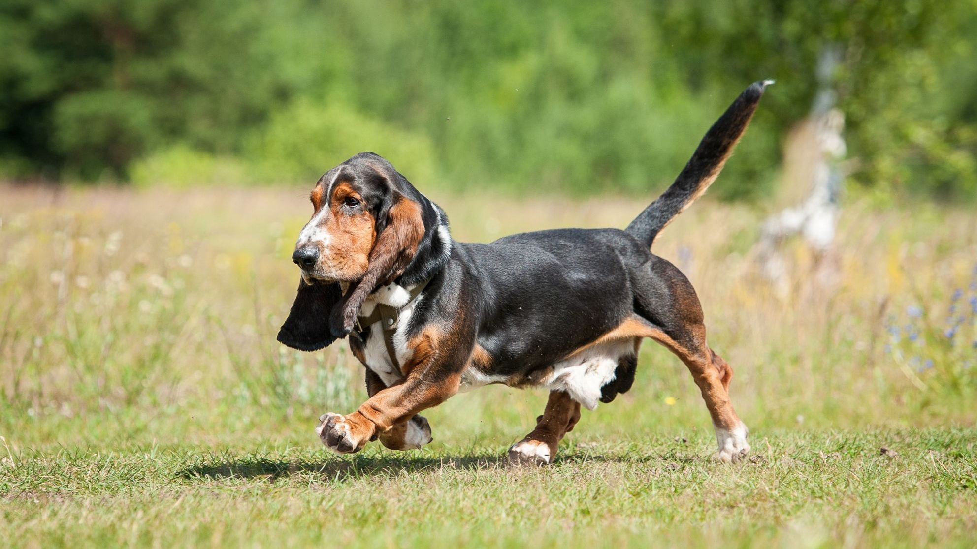 Perro basset hound corriendo al aire libre