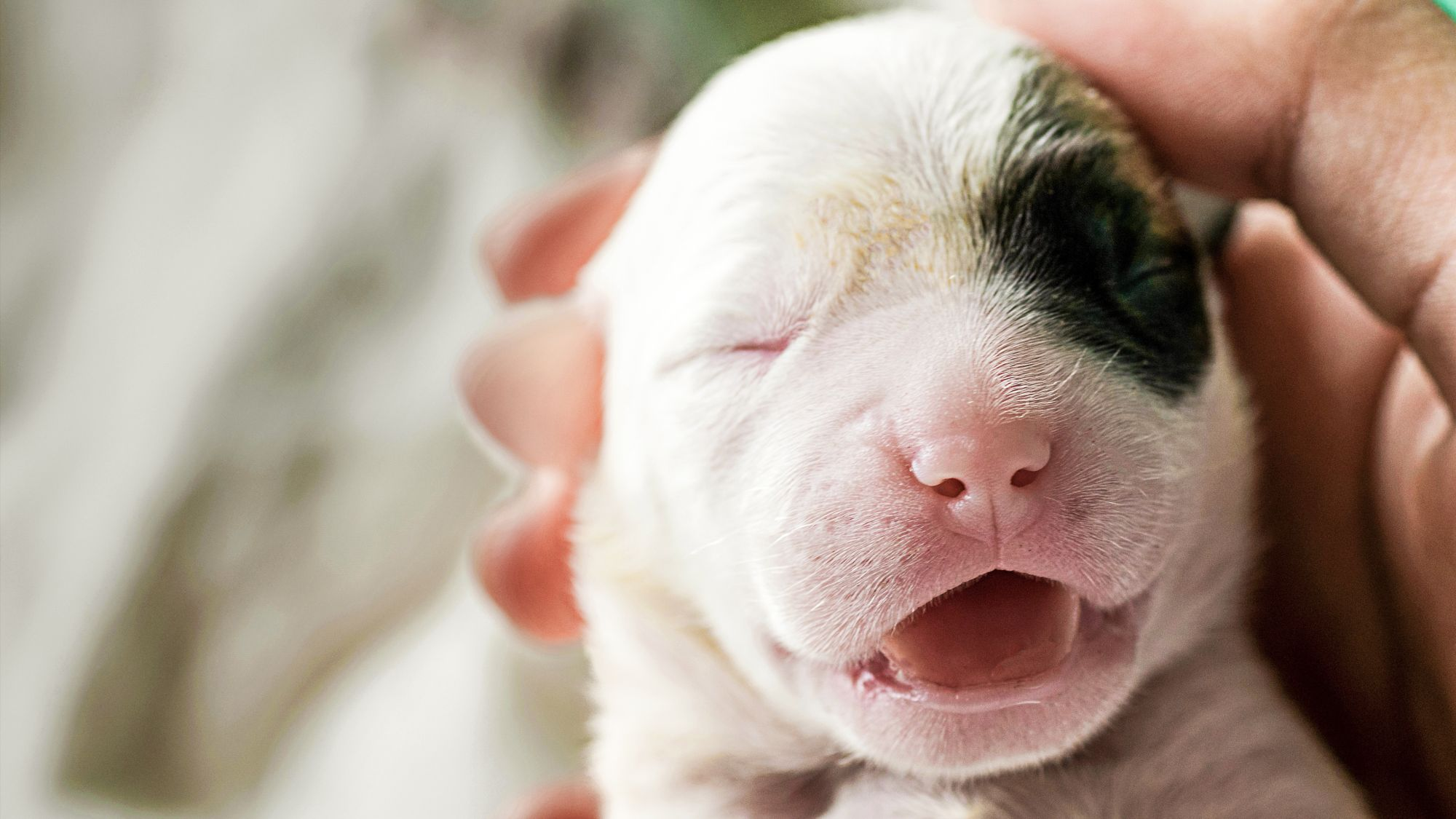 Newborn puppy being held by breeder