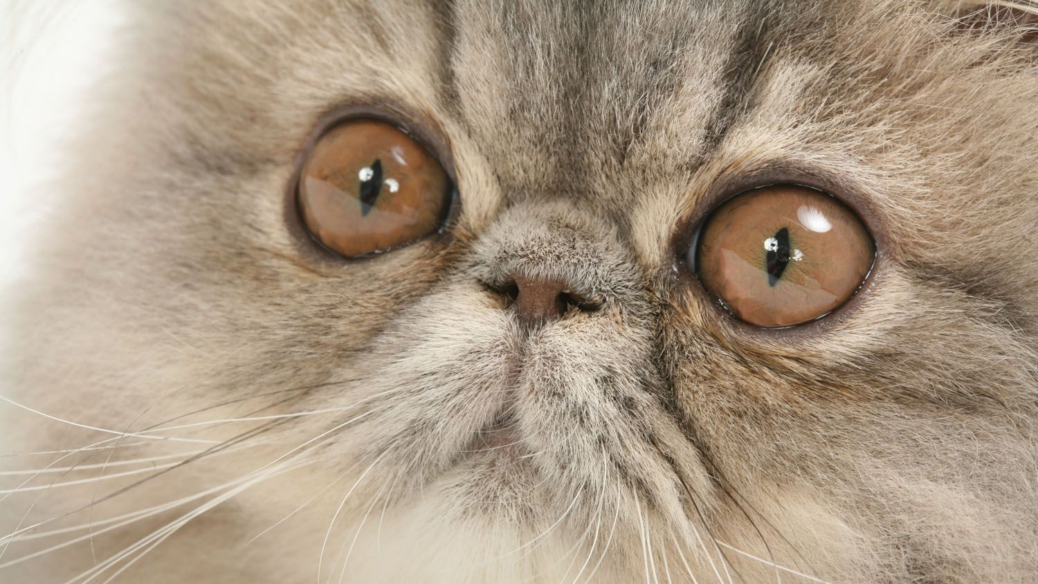 close-up on the eyes and nose of a Persian cat