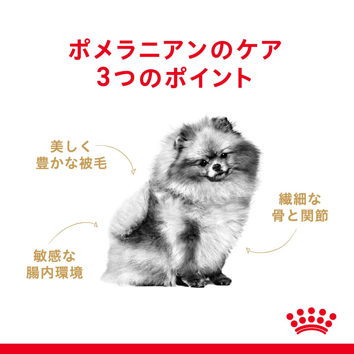 ポメラニアン 成犬～高齢犬用