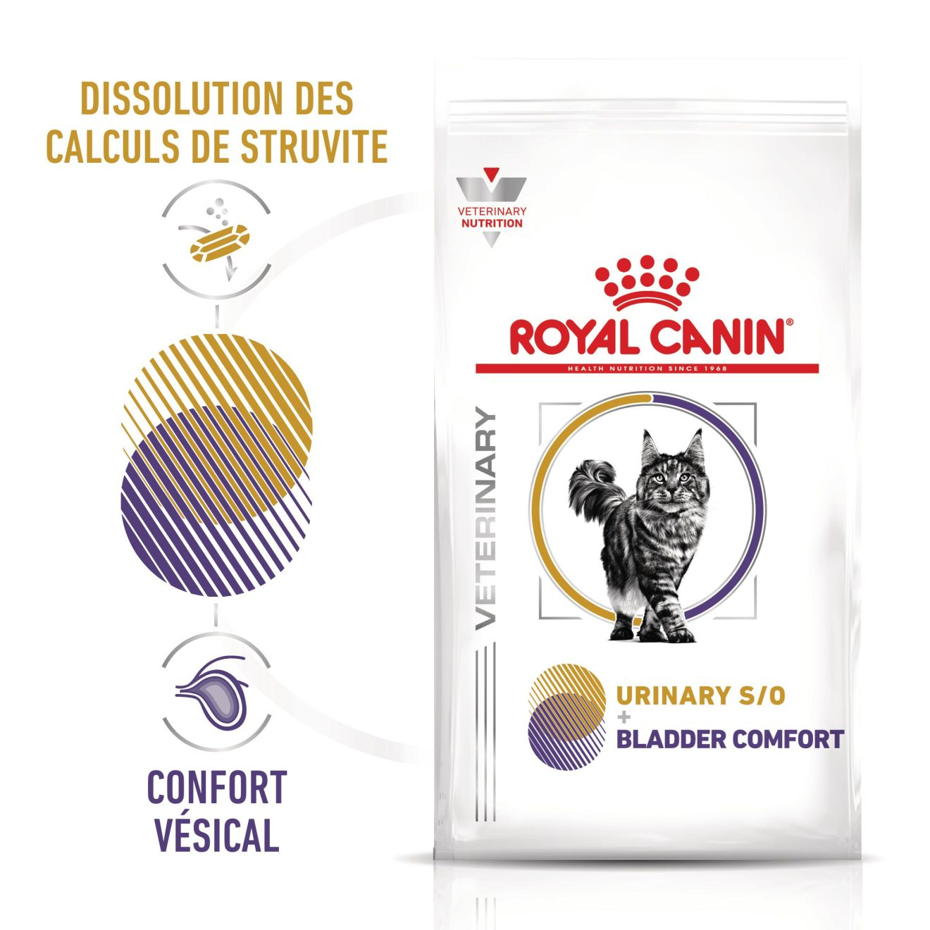 Urinary S/O + Bladder Comfort Chat