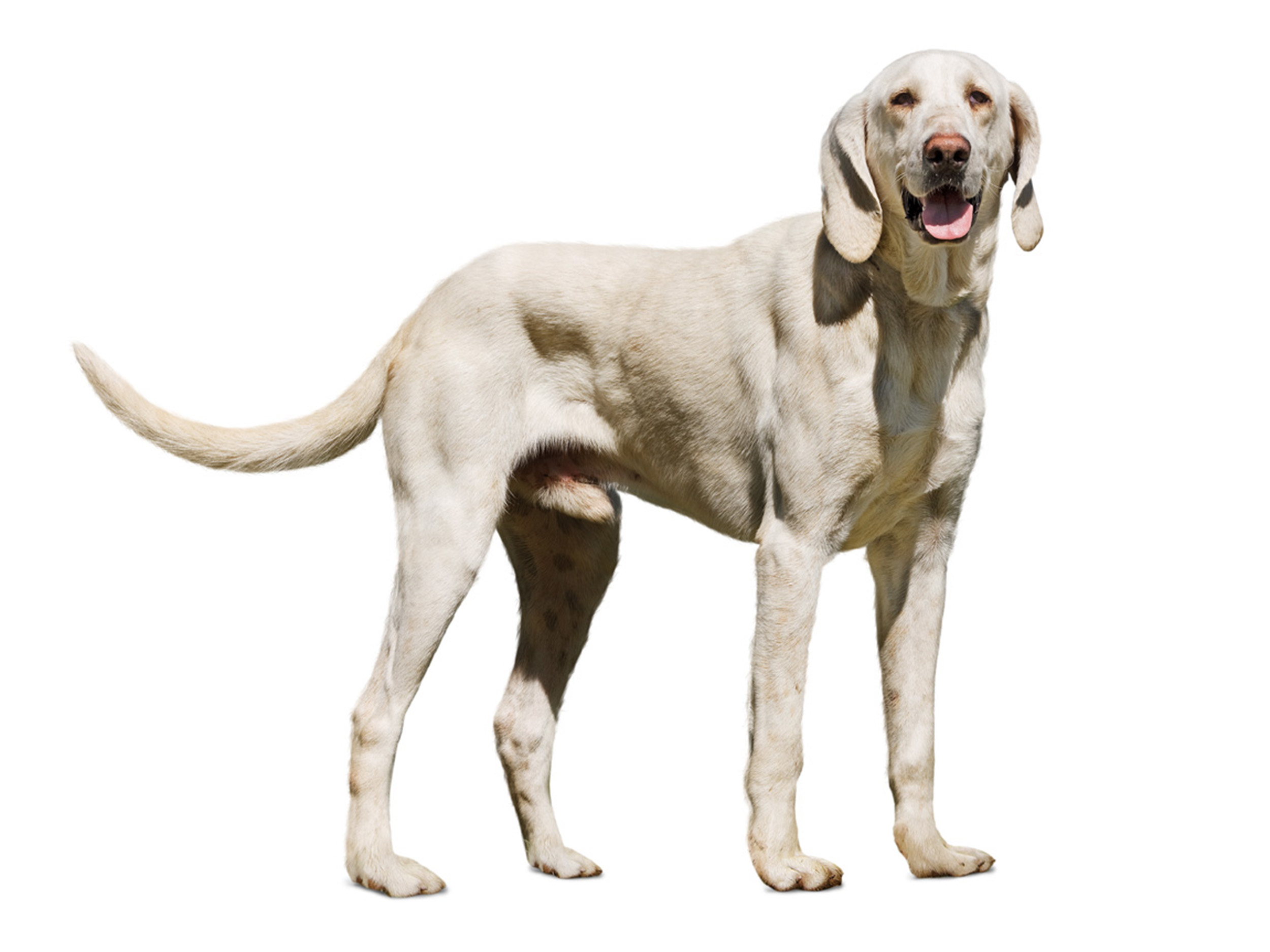 weimaraner royal canin