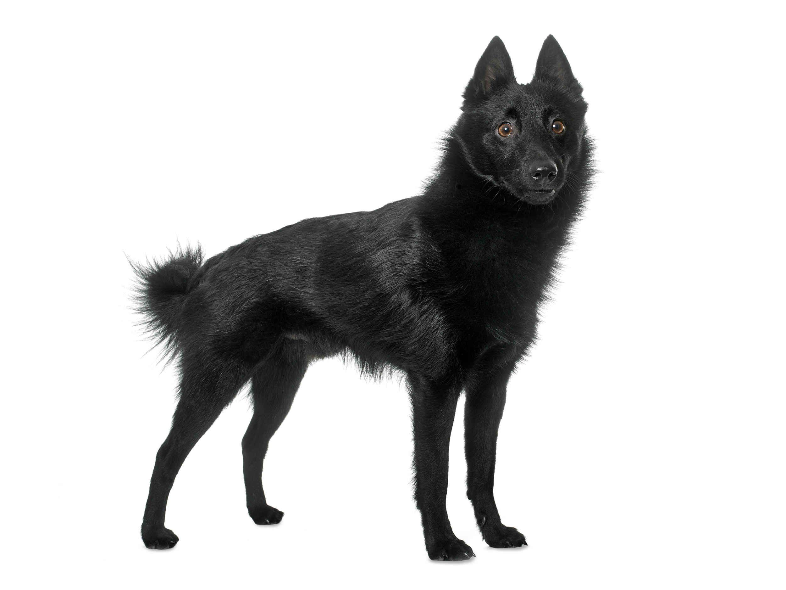 black and white Schipperke adult