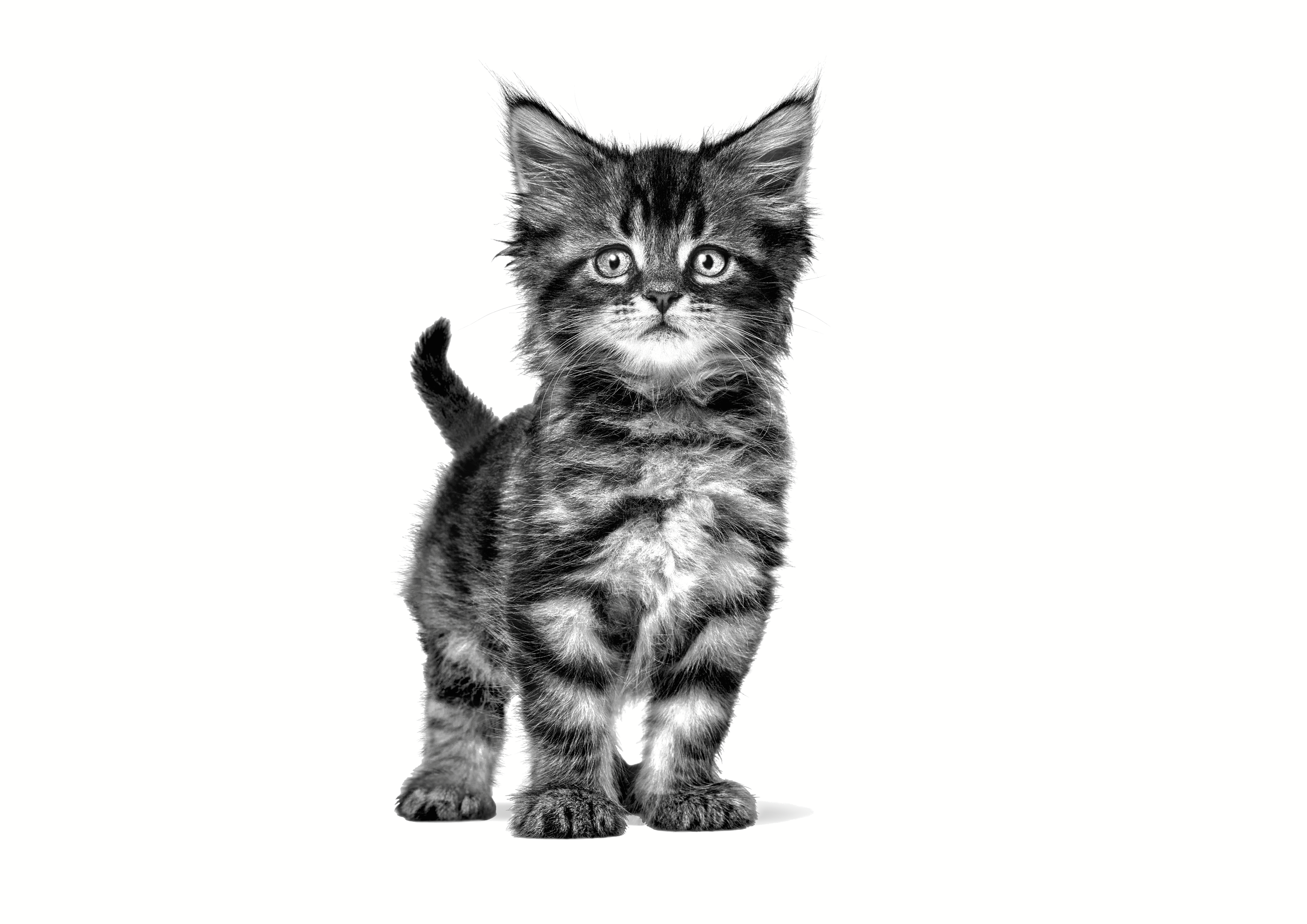 อาหารลูกแมวประกอบการรักษาโรคทางเดินอาหาร ชนิดเม็ด (GASTROINTESTINAL KITTEN)