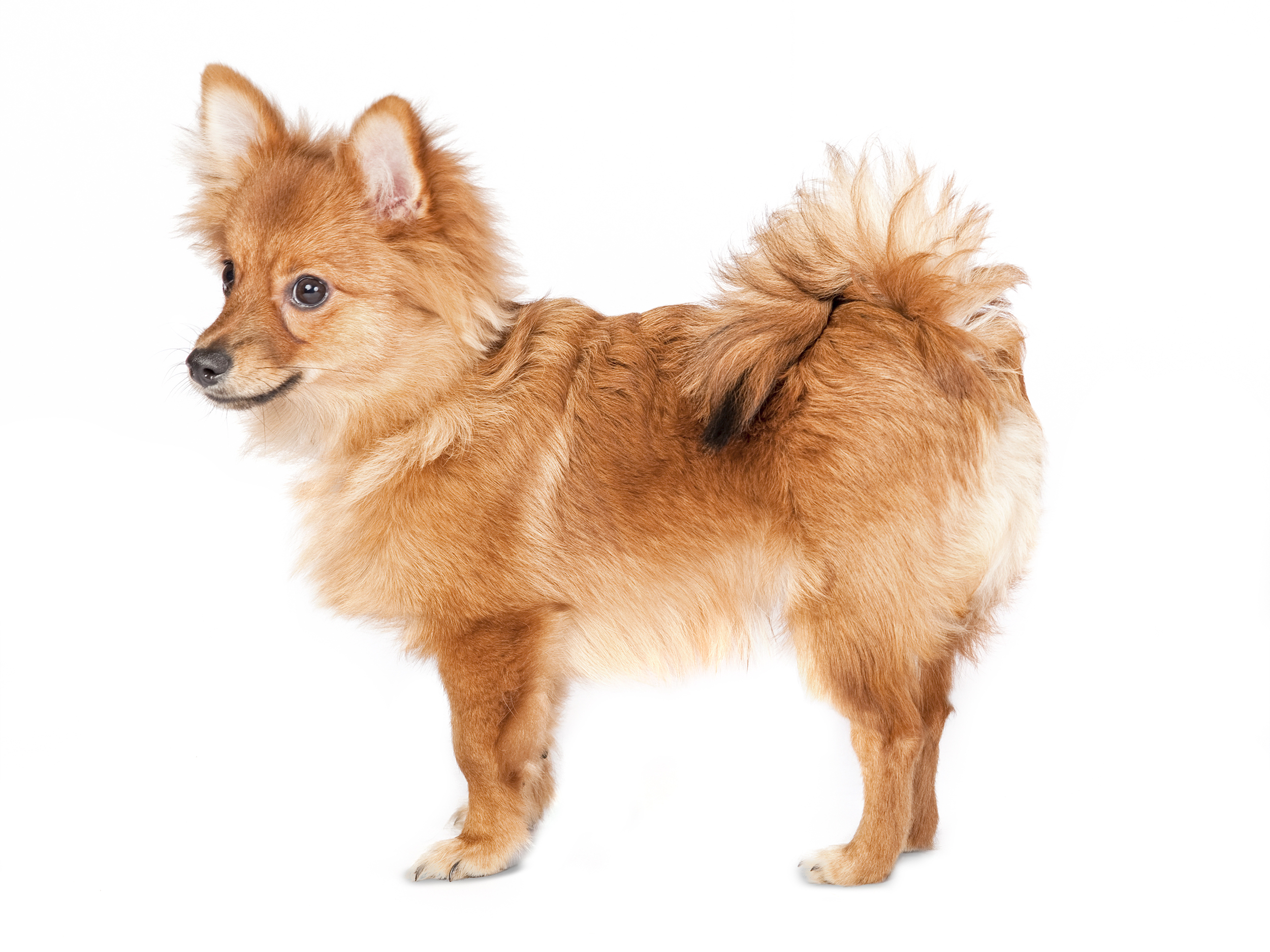 German Spitz adult in black and white