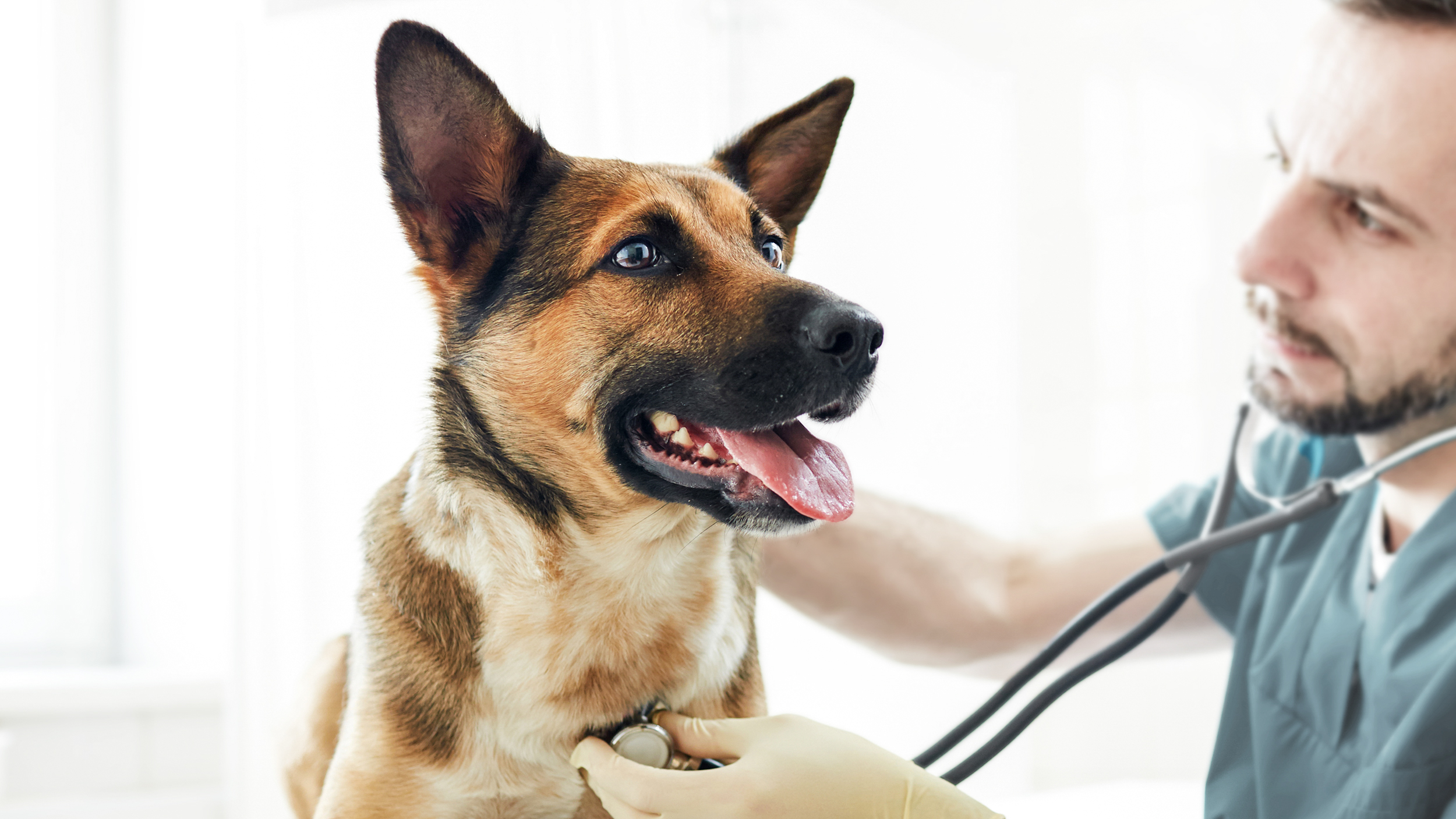 Young German Shepherd sitting on an examination table being checked over by a vet.