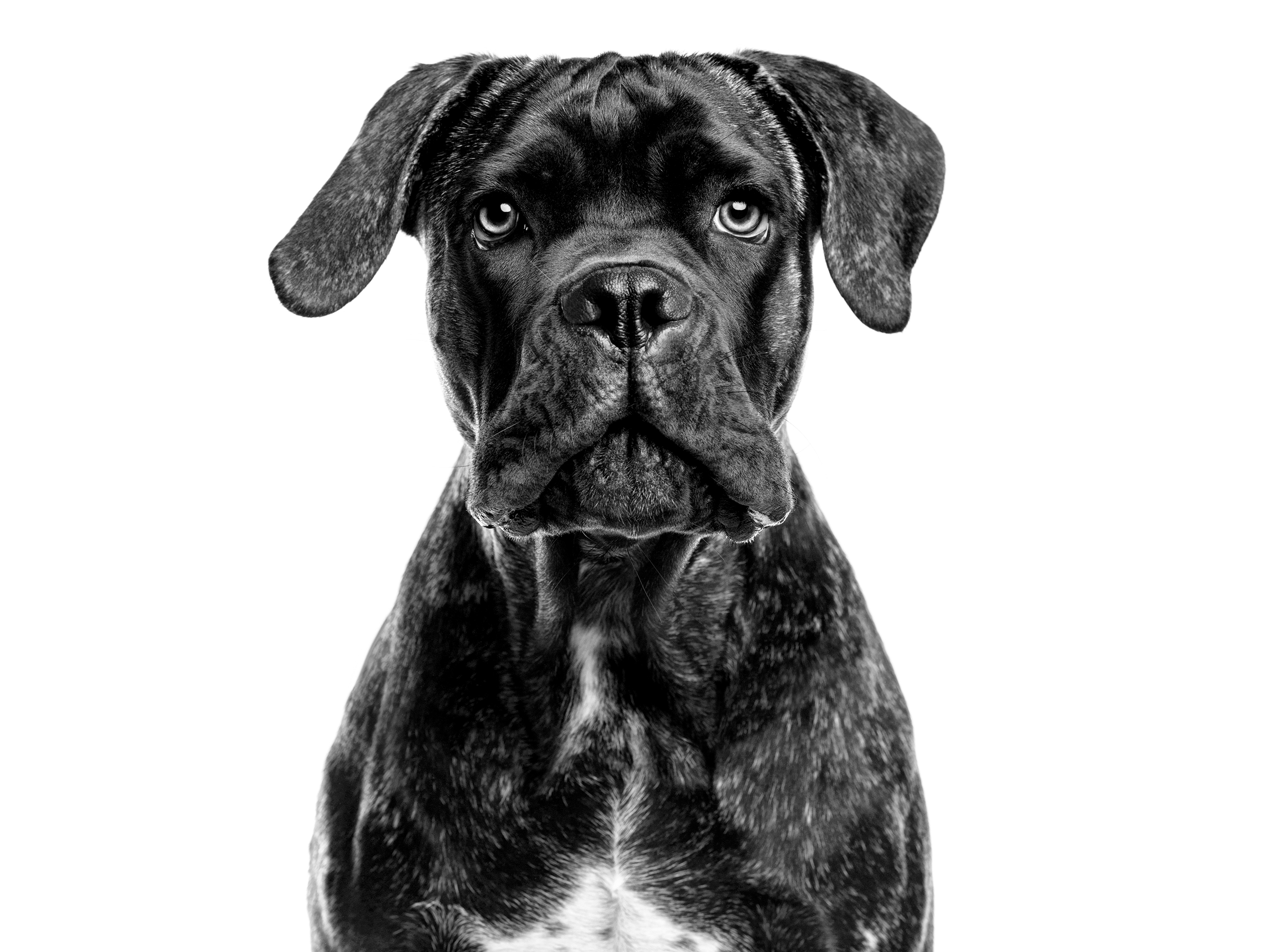 Cane Corso adult in black and white