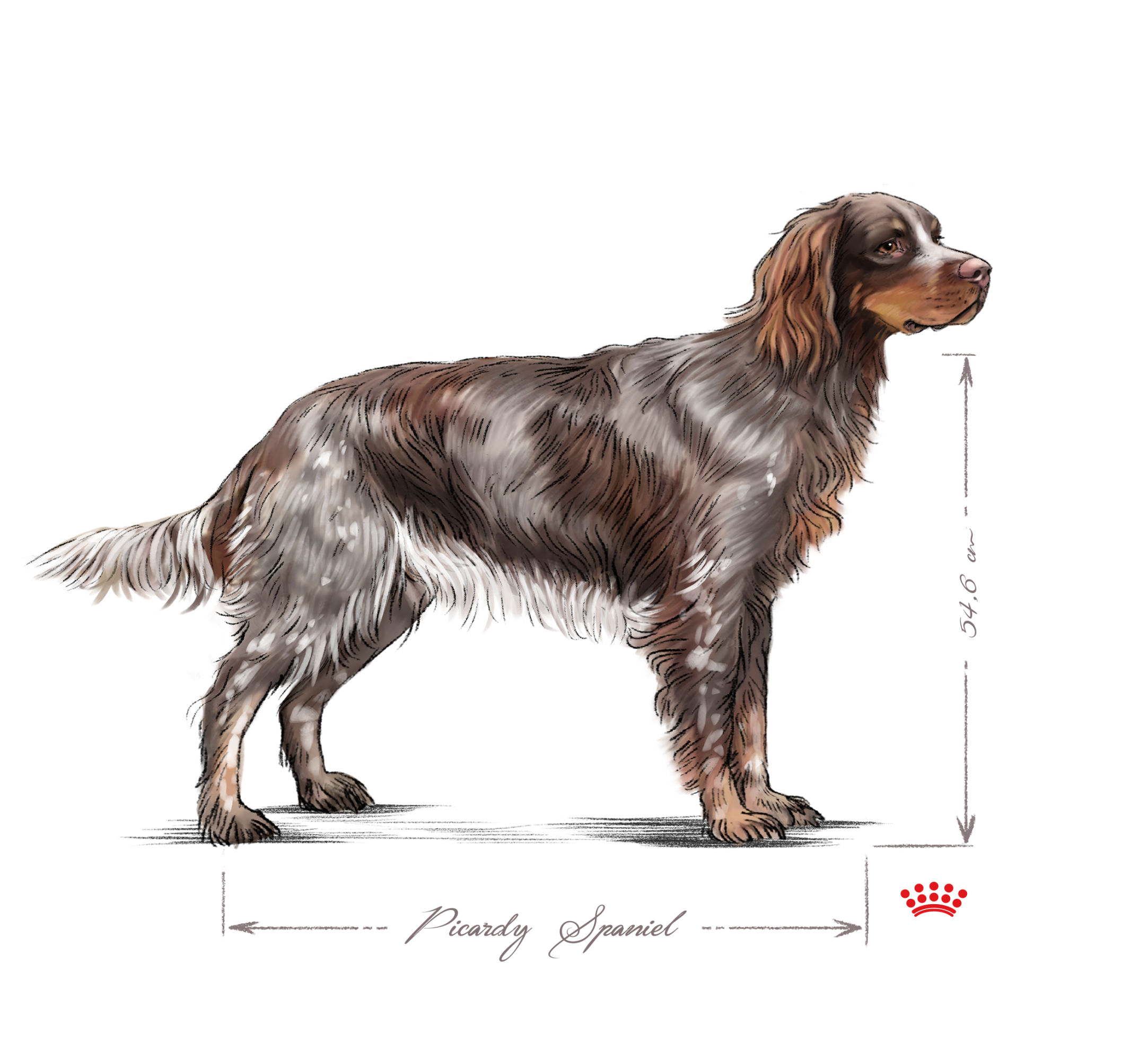 Picardy Spaniel adult black and white