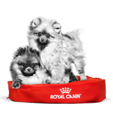 Zwei Pomeranian Hunde in schwarz weiß im roten Royal Canin Körbchen