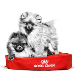 Royal canin boston outlet terrier