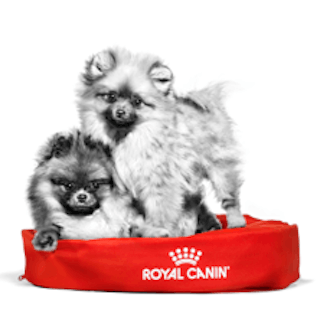 Spitz en noir et blanc dans leur panier