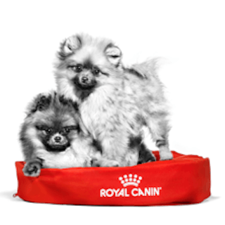 Kaksi Pomeranian-koiraa punaisessa koiran pedissä