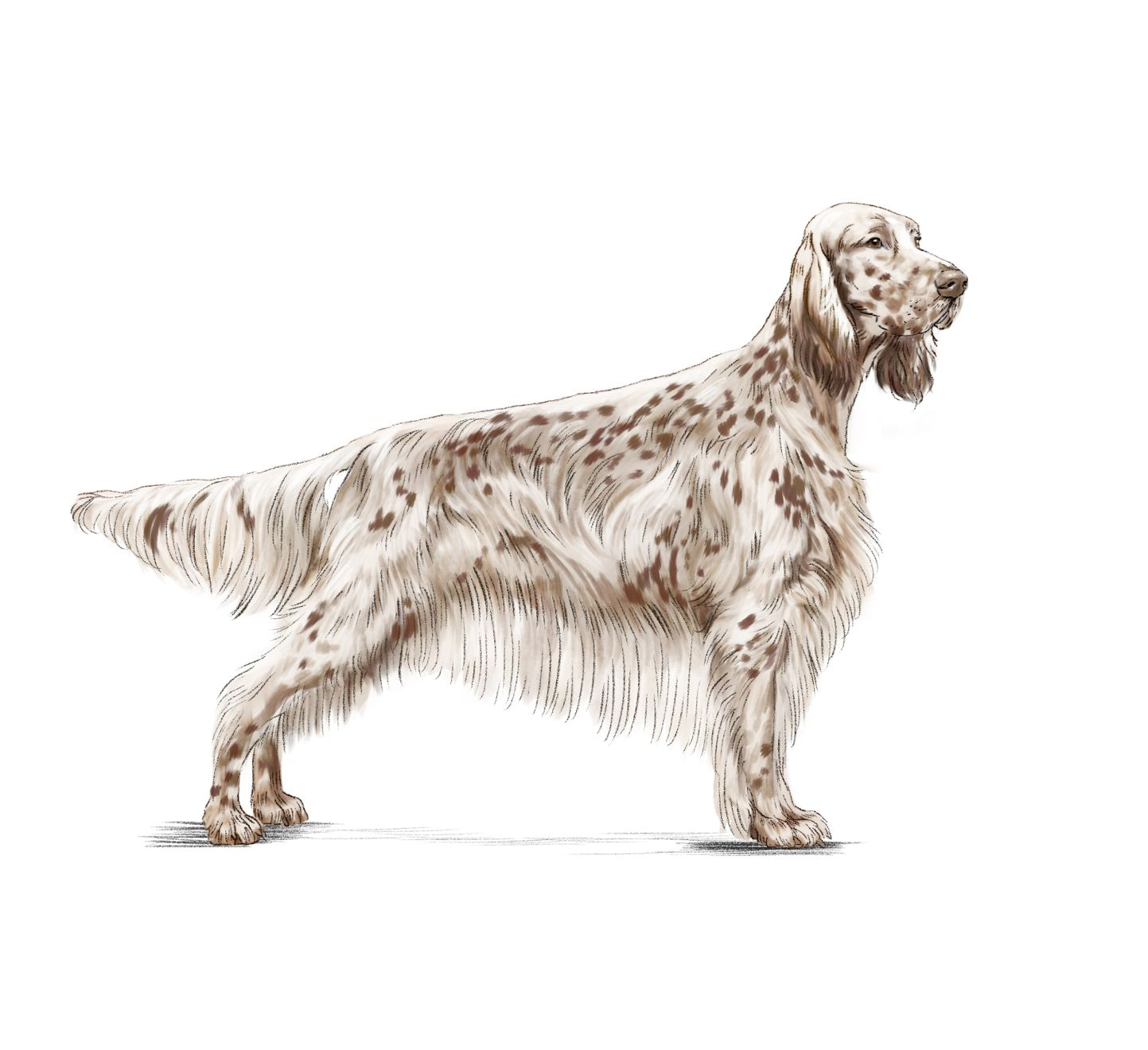 Illustration d'un setter anglais