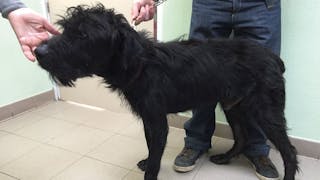 Insuffisance pancréatique exocrine chez le chien 